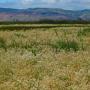 Look out over the beautiful 'Pepper Grass', an invasive weed unfortunately.